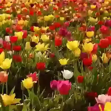 Mid Season Tulip Mixture